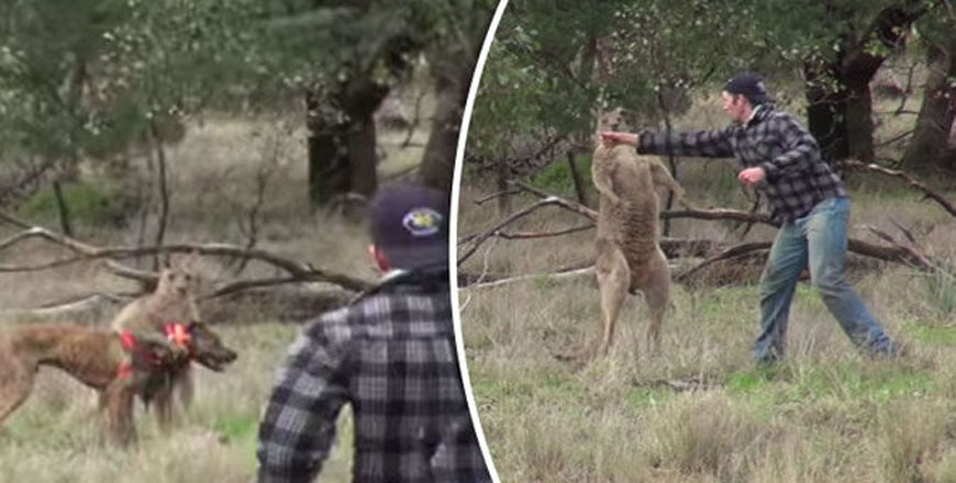 Man punches Kangaroo- video