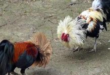 cockfights_