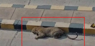 Cheetah was not found