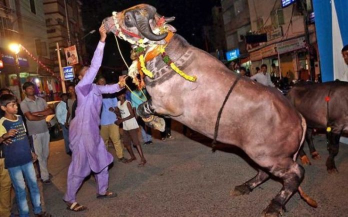 sadar festival