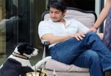 Another loss for Mahesh family