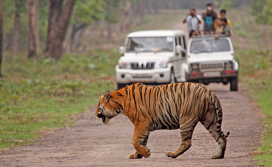 Maharashtra wants CBI to look for missing tiger Jai