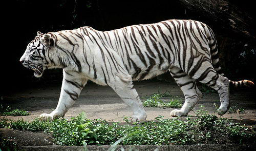 Central Zoo Authority
