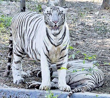 Central Zoo Authority