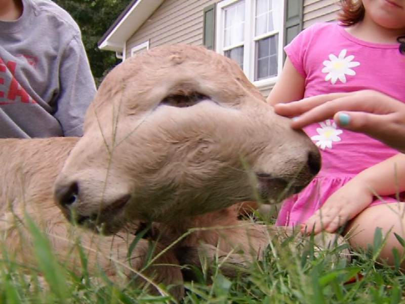 Calf with two faces born at Kentucky farm