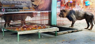 Bangladesh zoo throws wedding for lions with meat cake