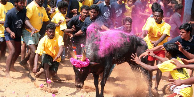 Soundarya Rajinikanth faces heat from pro-jallikattu groups,