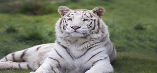 white tiger White tiger from Chennai zoo gets new home in Udaipur; one hitch - it knows only Tamil