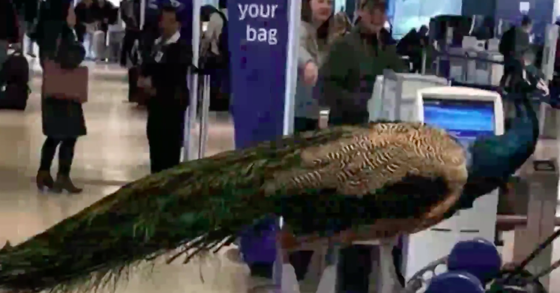 Artist and her emotional support peacock were denied entry on flight
