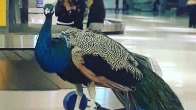     Artist and her emotional support peacock were denied entry on flight