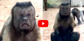 Human Face Monkey Video Viral In Social Media..
