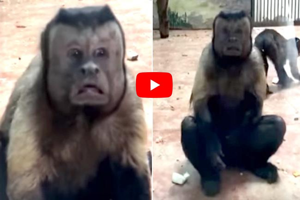 Human Face Monkey Video Viral In Social Media..