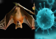 All you need to know about Nipah virus