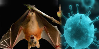 All you need to know about Nipah virus