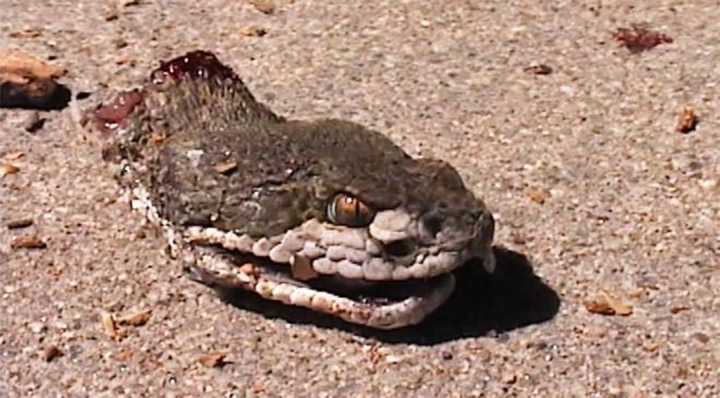 Texas Man-rattlesnake
