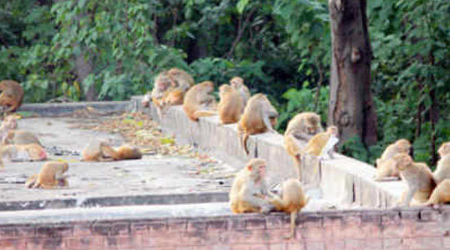 Monkeys drop crude bombs in UP