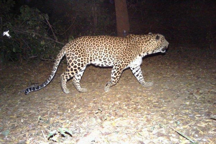 leopard leopard