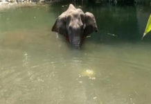 Kerala elephant