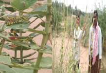 Locusts in Telangana
