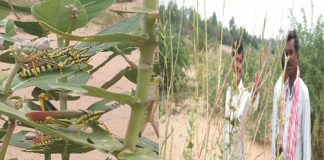 Locusts in Telangana