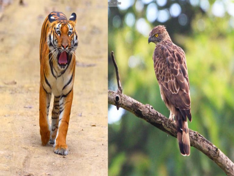 tiger