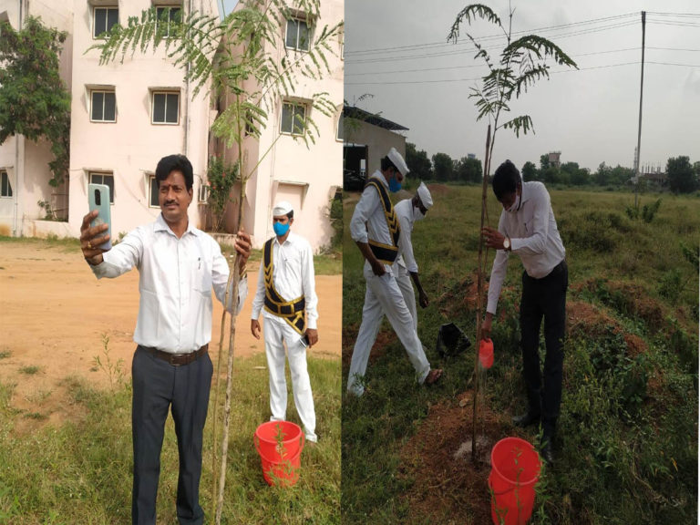 Planted Saplings