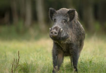 Wild Pigs