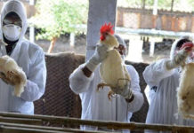 H5N8 bird flu