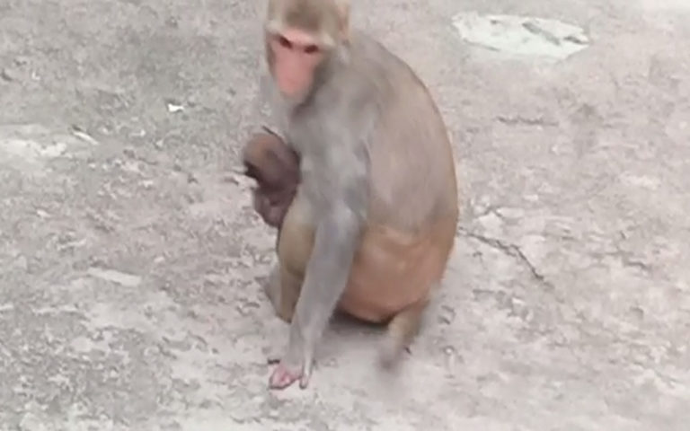 విచిత్ర సంఘటన.. కుక్క పిల్లకు పాలు ఇచ్చిన వానరం..