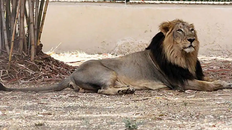 lion