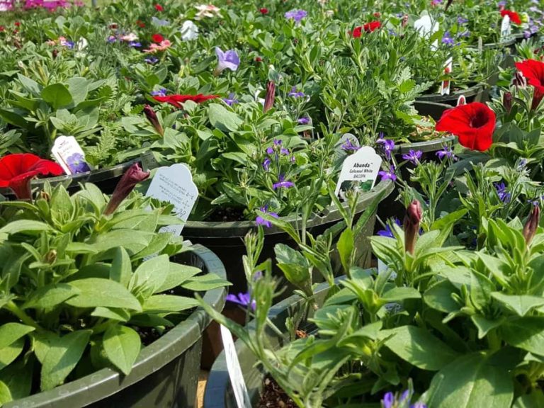 grand nursary