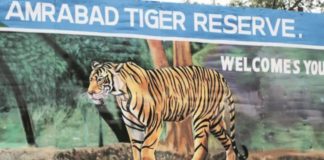 amrabad-tiger-reserve