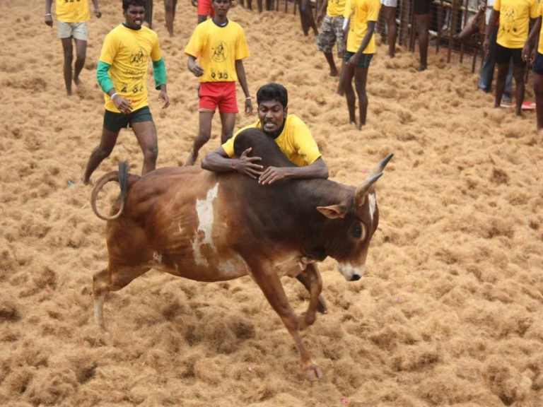 అట్టహసంగా జల్లికట్టు వేడుకలు..