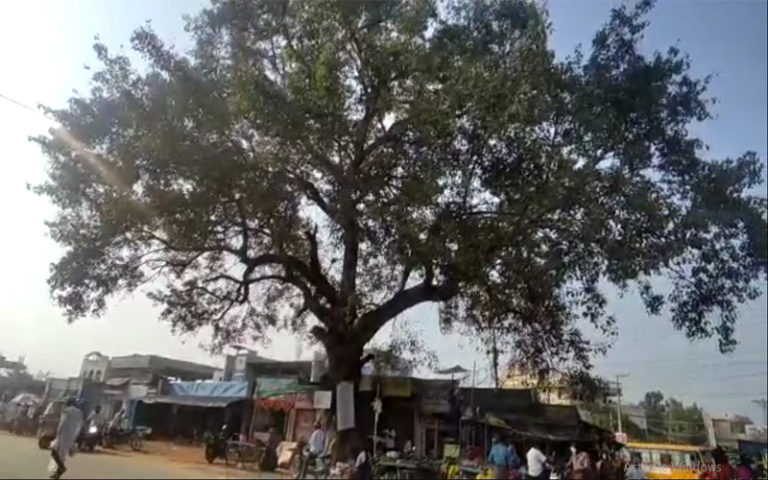 గ్రీన్ ఛాలెంజ్.. వందేళ్ల చెట్టుకు రీ ప్లాంటేషన్..