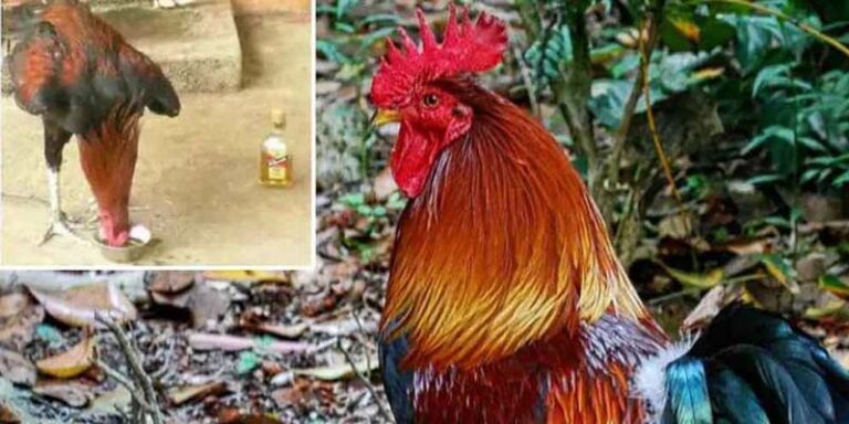cock