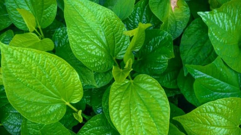 Betel Leaves uses