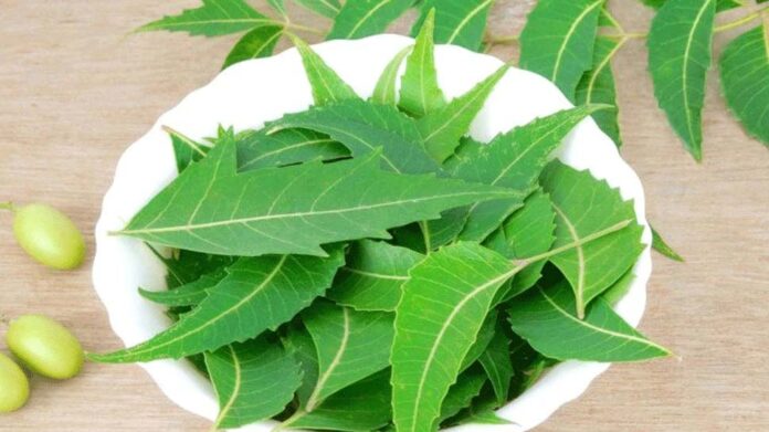 neem leaves