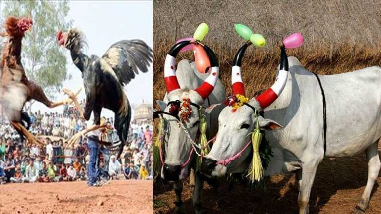 ‘కనుమ’  ప్రత్యేకత ఏంటో తెలుసా?