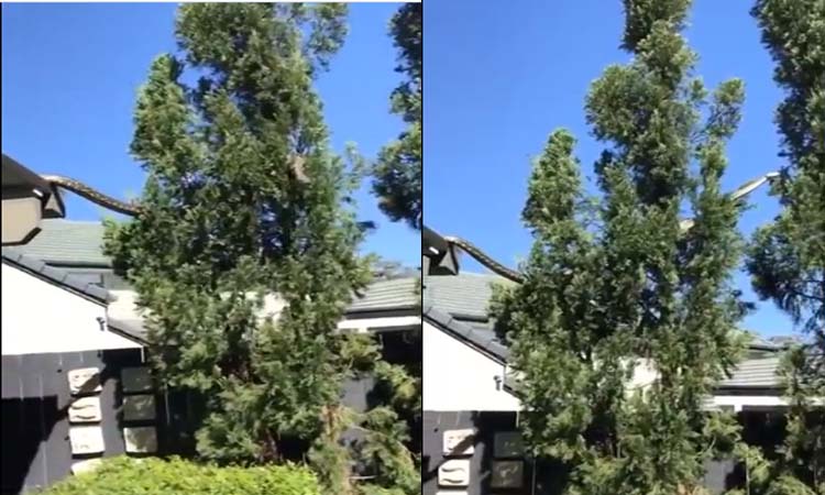 ఇంటిపై 16 అడుగుల పైథాన్..వైరల్