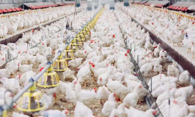 అలెర్ట్… కొన్ని రోజులు చికెన్ తినొద్దు!