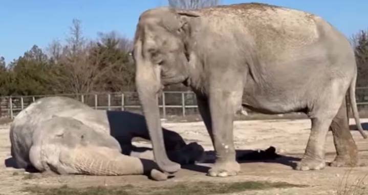 Viral Video: ఇంతకంటే బాధ ఉండదు!