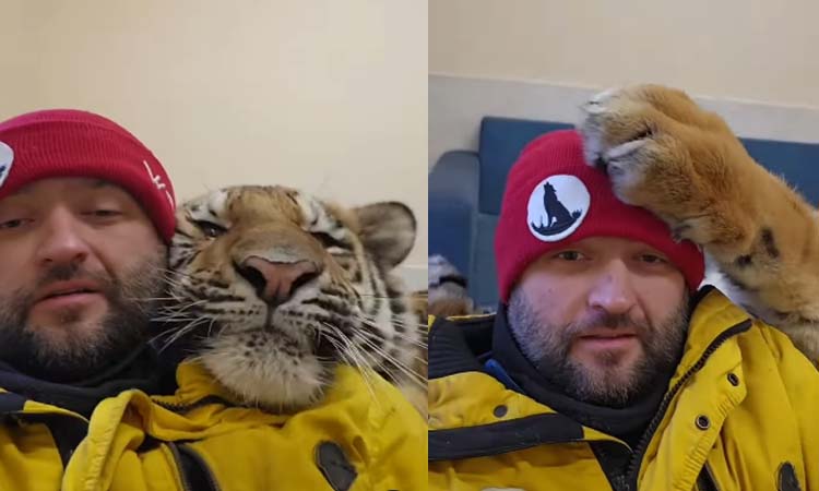 వీడియో: పులి కాదు పిల్లితో ఆట!