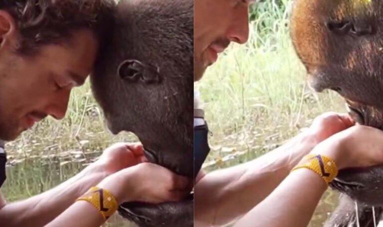 వీడియో:గొరిల్లా దాహం తీర్చిన వ్యక్తి!