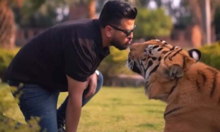 వైరల్‌ వీడియో.. పులికి లిప్ కిస్!