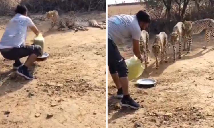 వీడియో..చిరుతకు నీళ్లిచ్చి సస్పెండ్ అయ్యాడు!