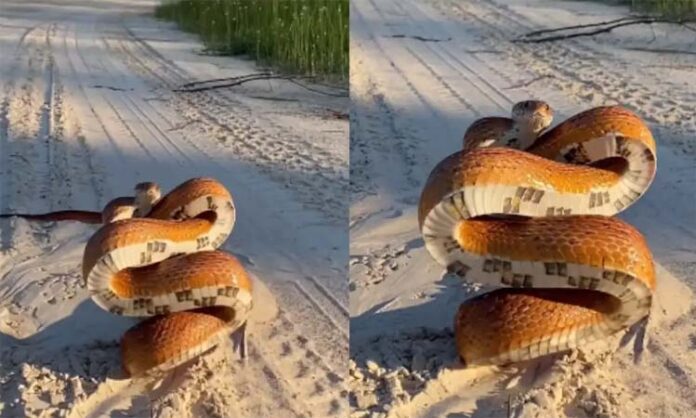 snake