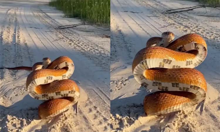 వీడియో: పాము ఎలా బెదిరిస్తుందో చూడండి!