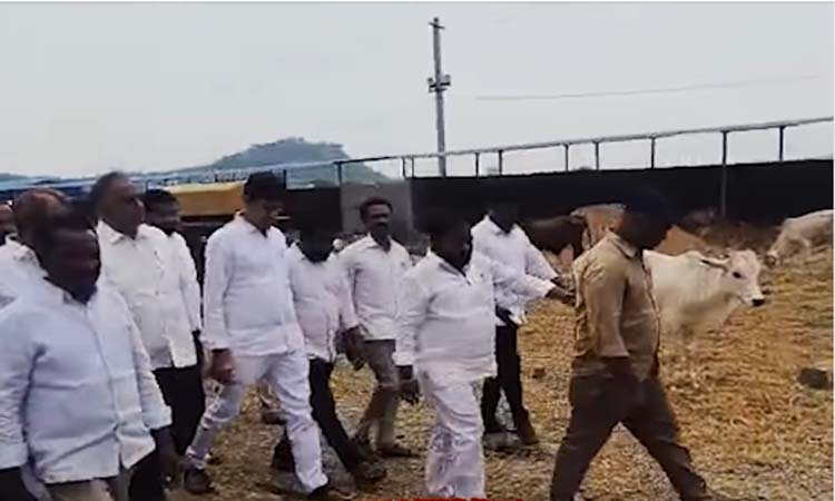 Vemulawada: కోడెల సంరక్షణ చేపట్టాలి