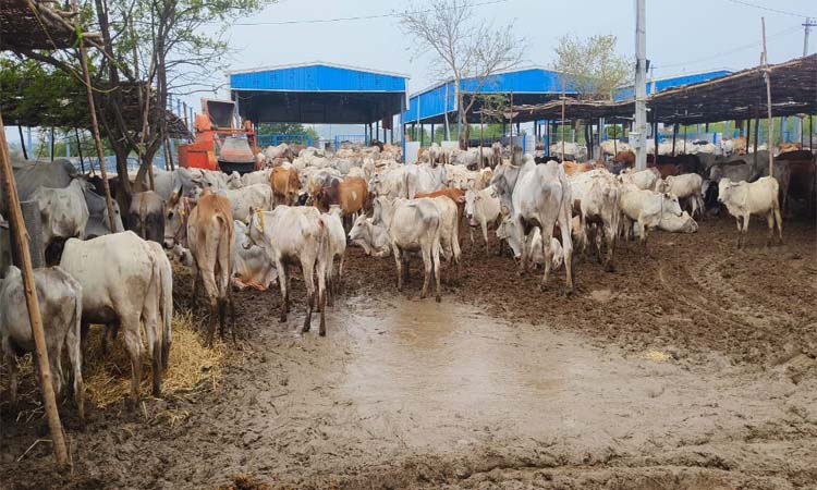 Vemulawada:గోశాలలో ఆగని మరణాలు