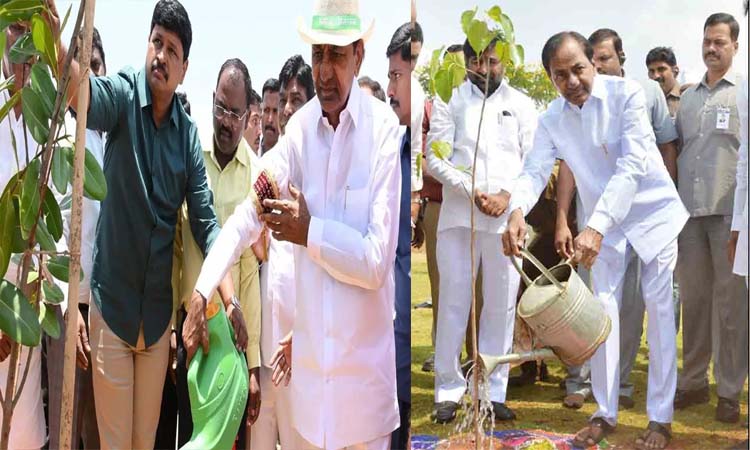 హరితహారంకు 11 ఏళ్లు